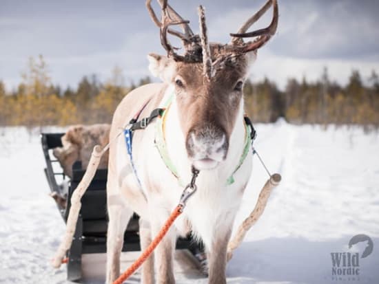 Visit-to-Local-Reindeer-Farm-3-1000x563 2