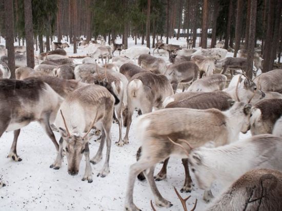 トナカイ牧場訪問 半日ツアー☆キュートなトナカイに会いに行こう！＜11〜4月／英語／ロヴァニエミ発＞
