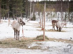 Visit-to-Local-Reindeer-Farm-2-1000x563