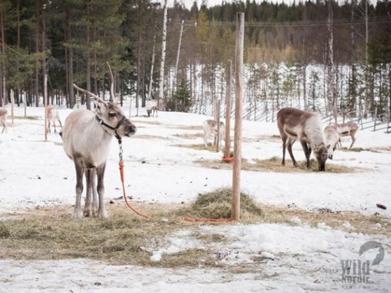 トナカイ牧場訪問 半日ツアー☆キュートなトナカイに会いに行こう！＜11〜4月／英語／ロヴァニエミ発＞