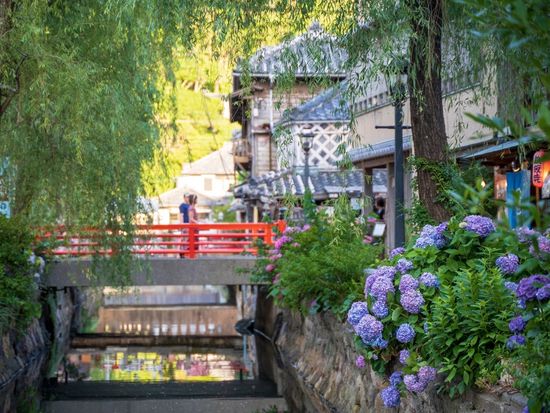 Japan_Shizuoka_Shimoda Park_Ajjisai_shutterstock_1435489424