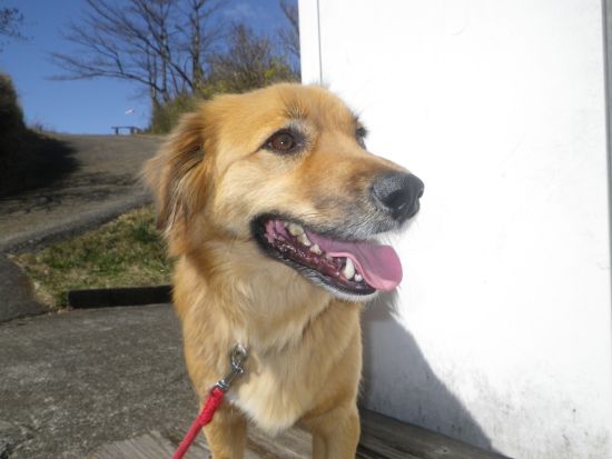 パラグライダー　タンデムフライト　伊豆スカイラインからのアクセス抜群で気軽にリフレッシュ＜昼限定／熱海＞