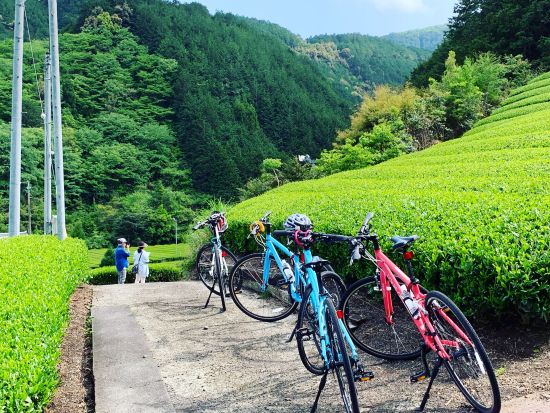 静岡茶農家体験＋クロスバイクツアー　お茶の飲み比べ体験付き＜半日／ガイド付／静岡＞