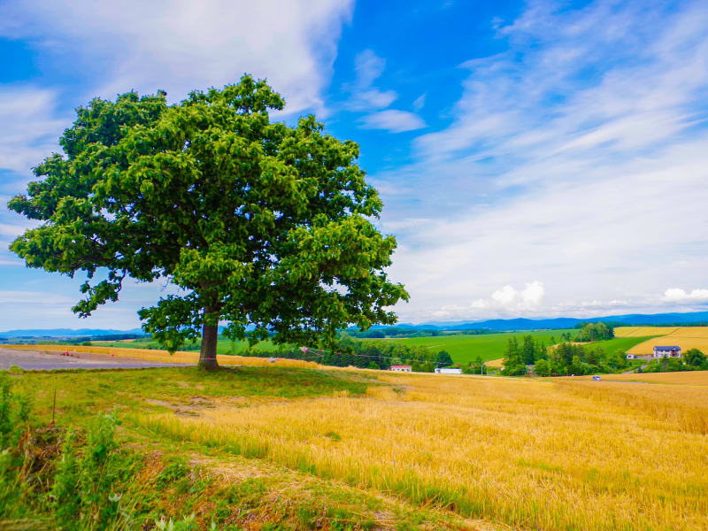 Japan_Hokkaido_Biei_Patchwork Field_Seven_stars_Tree_shutterstock_654574165