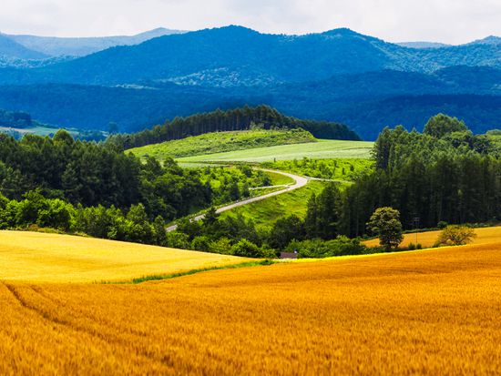Japan_Hokkaido_Biei_Patchwork Road_shutterstock_1152493211