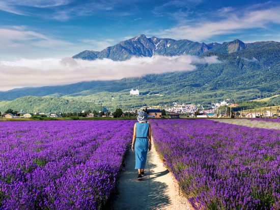 Japan_Hokkaido_Furano_Lavender_shutterstock_461799649