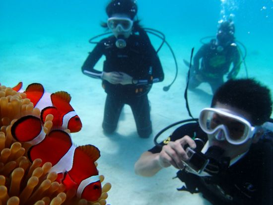 幻の島上陸＋体験ダイビングツアー サンゴ畑で感動体験 前日20:00まで予約可！＜市街地ホテル送迎無料／石垣島発＞by フージーマリンサービス