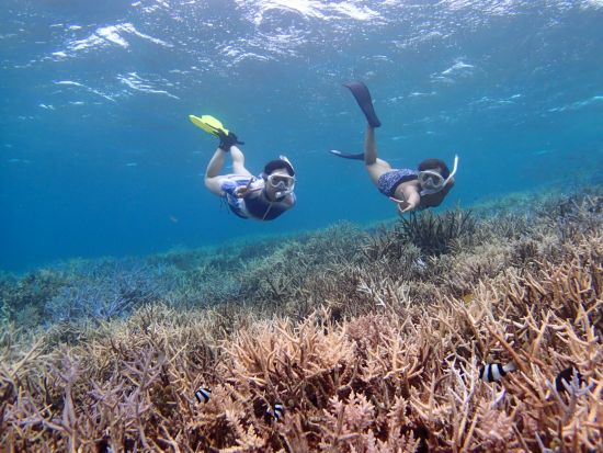 パナリ島体験ダイビング 南の楽園パナリ島を1日満喫！ビーチでシュノーケリングタイム付き＜市街地ホテル送迎可／石垣島発＞by フージーマリンサービス