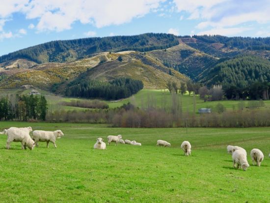 クライストチャーチ⇔テカポ 観光送迎ツアー 選べる出発時間！～ミルキーウェイリムジン～＜日本語ドライバーガイド＞