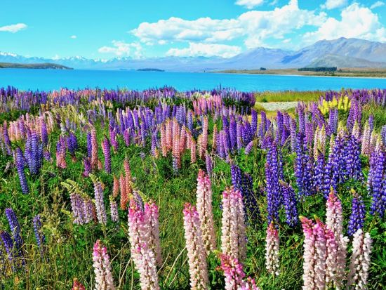 クライストチャーチ⇔テカポ 観光送迎ツアー 選べる出発時間！～ミルキーウェイリムジン～＜日本語ドライバーガイド＞