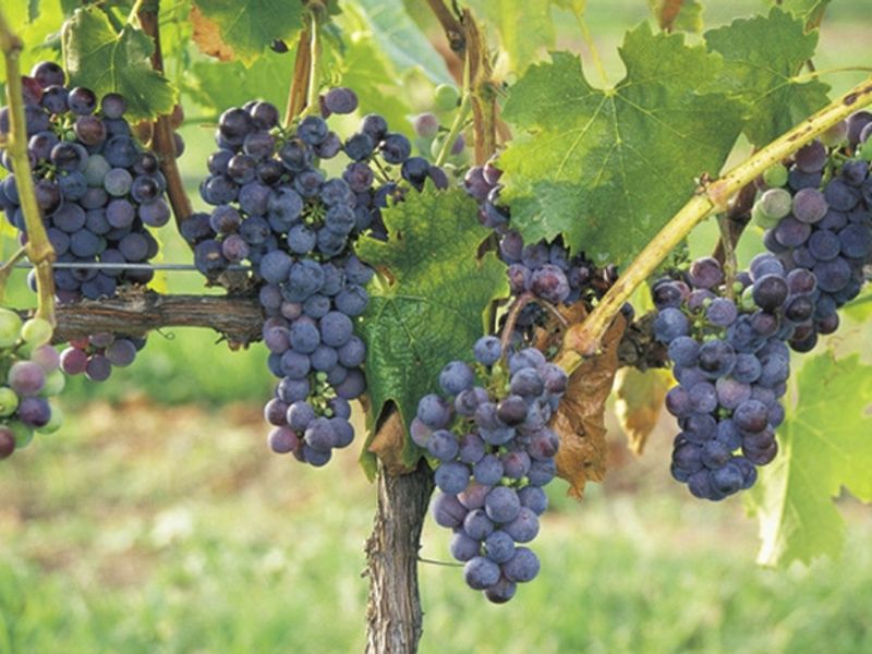 hunter_Valley_99