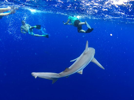シャークシュノーケリング　ケージ無しでサメと泳ぐ非日常体験 ＜2時間／貸切プランあり／ノースショア発＞
