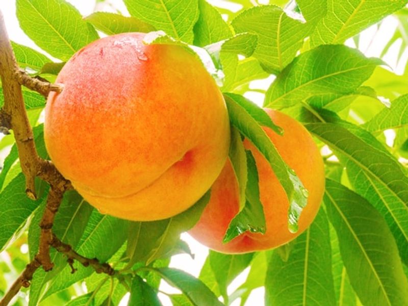 harada_momo_konnyaku_2