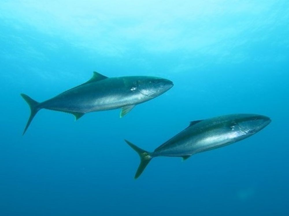 マグロ根