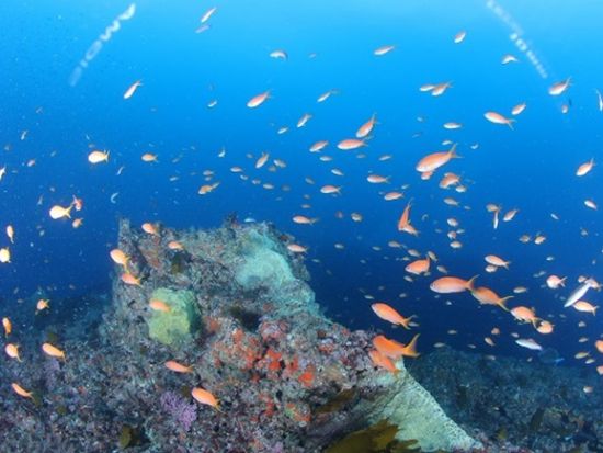 PADIアドバンスオープンウォーター ダイビングライセンス取得コース 連日参加でなくてもOK！＜2日間／勝浦市＞by マイダイブ