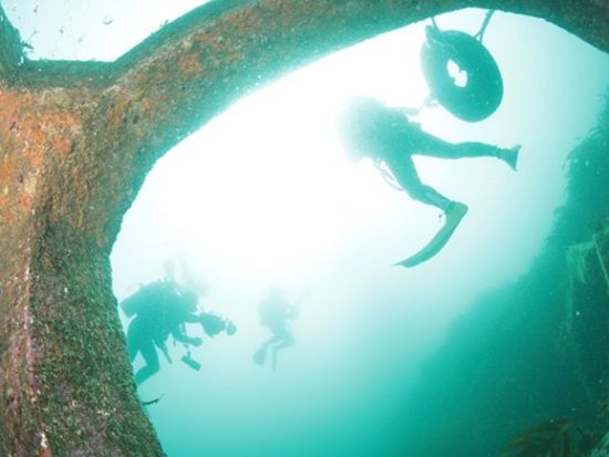 ファンダイビング 鵜原・行川エリア 生物豊富な勝浦の海を潜る！＜ビーチ or ボート／2ダイブ／勝浦市＞by マイダイブ
