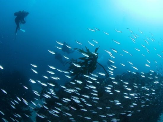 PADIアドバンスオープンウォーター ダイビングライセンス取得コース 連日参加でなくてもOK！＜2日間／勝浦市＞by マイダイブ