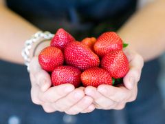 sunny_ridge_strawberries