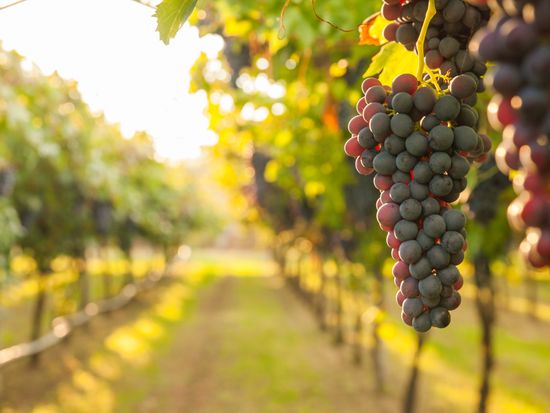 Generic_Wine_Vineyard_shutterstock_571565734