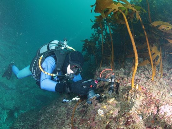 ファンダイビング 鵜原・行川エリア 生物豊富な勝浦の海を潜る！＜ビーチ or ボート／2ダイブ／勝浦市＞by マイダイブ
