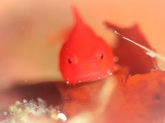 弁天(ポイント名)