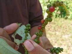 Pepper Farm (2)