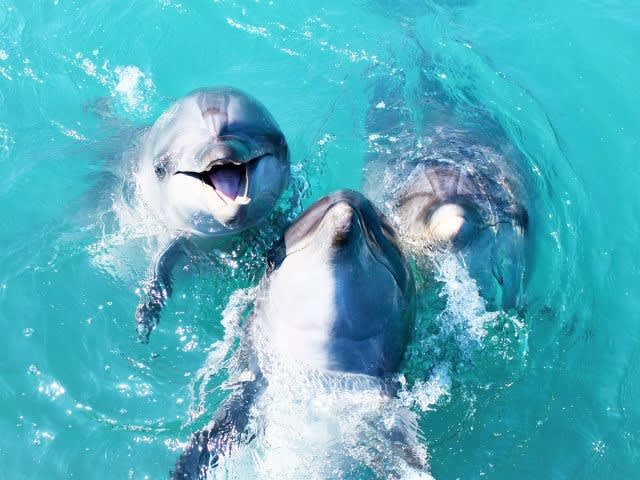 イルカと触れ合う (海の生き物と泳ぐ／観察する) | 沖縄の観光