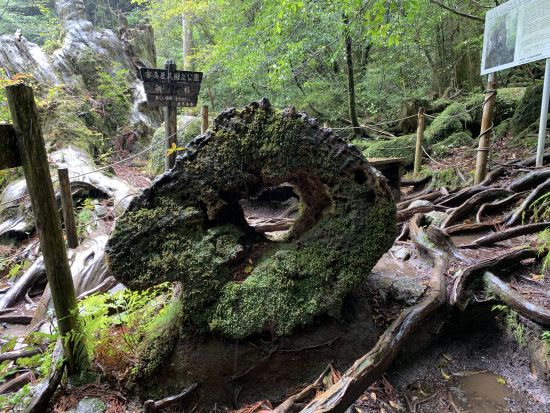 縄文杉トレッキングツアー 登山口までの送迎込み　朝・昼用のお弁当オーダーや登山装備レンタルも可能　by 屋久島ツアーオペレーションズ