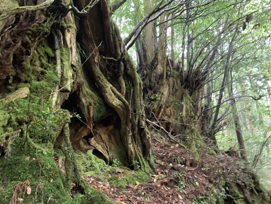 縄文杉トレッキングツアー 登山口までの送迎込み　朝・昼用のお弁当オーダーや登山装備レンタルも可能　by 屋久島ツアーオペレーションズ