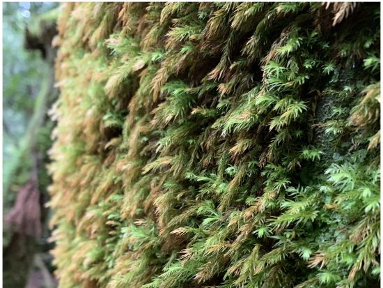 縄文杉トレッキングツアー 登山口までの送迎込み　朝・昼用のお弁当オーダーや登山装備レンタルも可能　by 屋久島ツアーオペレーションズ