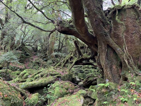 白谷雲水峡（太鼓岩まで）トレッキングツアー　白谷雲水峡最大の巨木『奉行杉』も見られるコース 登山装備レンタル＆お弁当手配可能 by 屋久島ガイド21EC-K