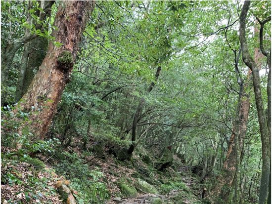 白谷雲水峡（太鼓岩まで）トレッキングツアー　白谷雲水峡最大の巨木『奉行杉』も見られるコース 登山装備レンタル＆お弁当手配可能 by 屋久島ガイド21EC-K