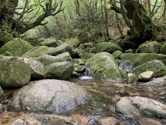 白谷雲水峡（太鼓岩まで）トレッキングツアー　白谷雲水峡最大の巨木『奉行杉』も見られるコース 登山装備レンタル＆お弁当手配可能 by 屋久島ガイド21EC-K