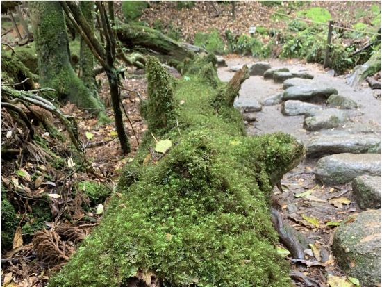 白谷雲水峡（太鼓岩まで）トレッキングツアー/ 屋久島町公認ガイドまなつさんがご案内！ by オフィスまなつ