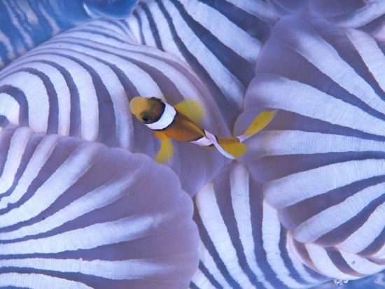 ファンダイビング 屋久島の海を満喫！リフレッシュオプションも有＜1ボート or 2ボート／永田～宮之浦～小瀬田送迎可＞by 屋久島ダイビングサービス もりとうみ