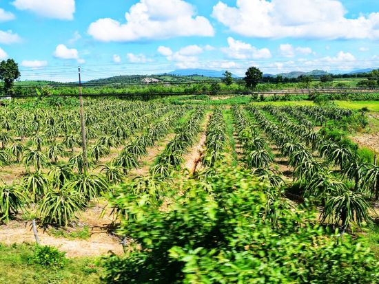 選べる「列車」または「日系企業運行バス」で行く！ファンティエット1泊2日 美しいビーチリゾートツアー ＜日本語ガイド付／部屋タイプ選択可／ホーチミン発＞