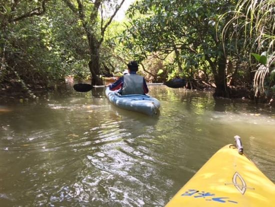 金作原（きんさくばる）原生林トレッキング＋マングローブカヌー体験ツアー　日本エコツーリズム協会推奨！＜1日／名瀬＞ by 観光ネットワーク奄美