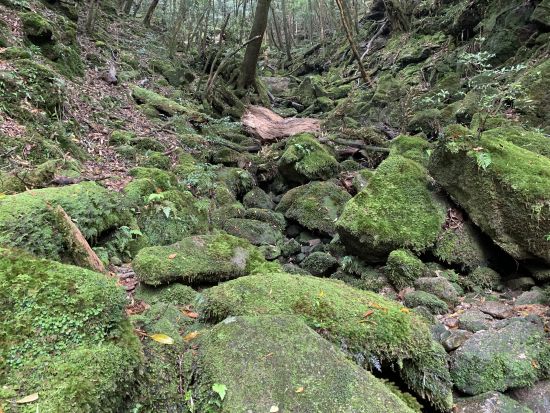 白谷雲水峡（太鼓岩まで）トレッキングツアー 午後の船や飛行機に間に合う早朝プランもあり 登山装備レンタル＆お弁当手配可能 by 屋久島ガイド21EC-K