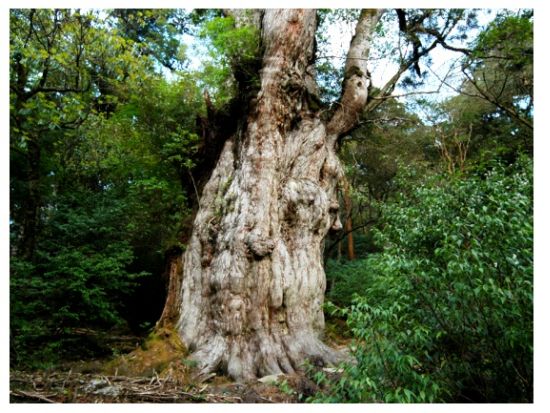 縄文杉トレッキングツアー 屋久島の清流で沸かすコーヒーサービス＆ステッキ1本レンタル付き＜宮之浦～尾之間エリア送迎可＞ by 屋久島ネイチャー企画フィールド
