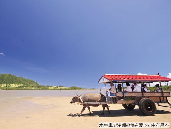 NEW_由布島水牛⑤