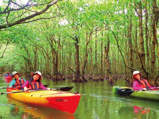 【ベストプライス】西表島マングローブカヌーツアー　亜熱帯の自然を半日で満喫　嬉しい昼食付き！＜指定ホテル送迎選択可／石垣島発＞