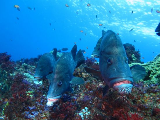 ファンダイビング 水中生物の宝庫「西川名」魚影の濃さ抜群！＜ボート／1～3ダイブ／館山市＞by 西川名オーシャンパーク