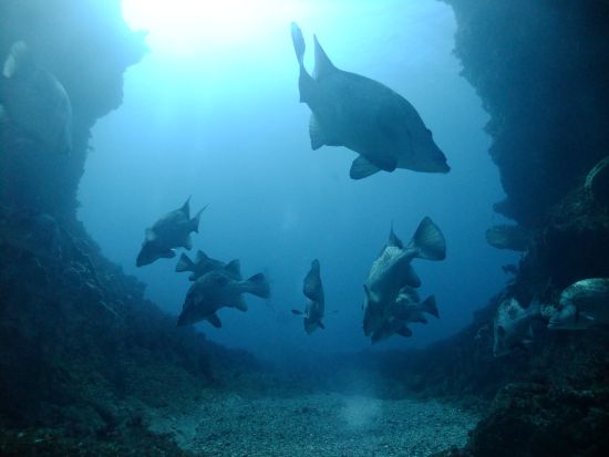 ファンダイビング 水中生物の宝庫「西川名」魚影の濃さ抜群！＜ボート／1～3ダイブ／館山市＞by 西川名オーシャンパーク