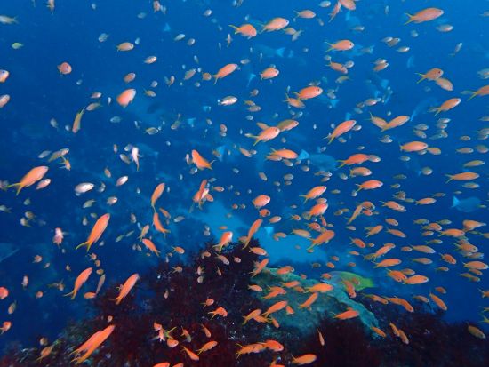 ファンダイビング 水中生物の宝庫「西川名」魚影の濃さ抜群！＜ボート／1～3ダイブ／館山市＞by 西川名オーシャンパーク
