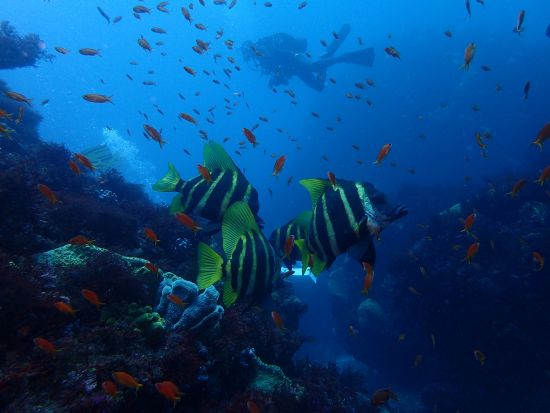 ファンダイビング 水中生物の宝庫「西川名」魚影の濃さ抜群！＜ボート／1～3ダイブ／館山市＞by 西川名オーシャンパーク