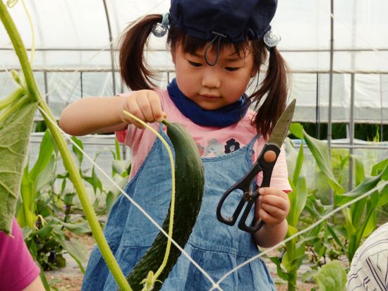 01 夏野菜のきゅうりの収穫