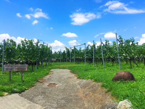 山梨　奥野田ワイナリー　ブドウ畑＆セラー見学ツアー　エコバッグ＆オリジナルポストカード付き！＜40分／試飲付／現地集合・解散／甲州市＞