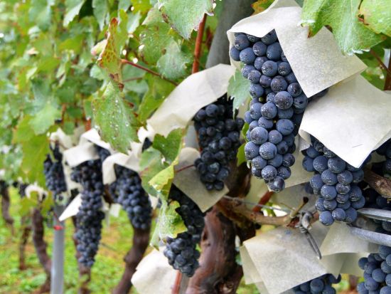 山梨　奥野田ワイナリー　ブドウ畑＆セラー見学ツアー　エコバッグ＆オリジナルポストカード付き！＜40分／試飲付／現地集合・解散／甲州市＞