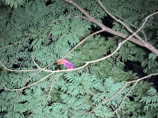奄美大島ナイトツアー　アマミノクロウサギや野生動物を観察　感動的な星空も！＜住用町＞by マングローブ茶屋