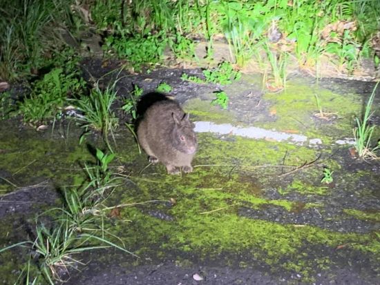 奄美大島ナイトツアー　アマミノクロウサギや野生動物を観察　感動的な星空も！＜住用町＞by マングローブ茶屋